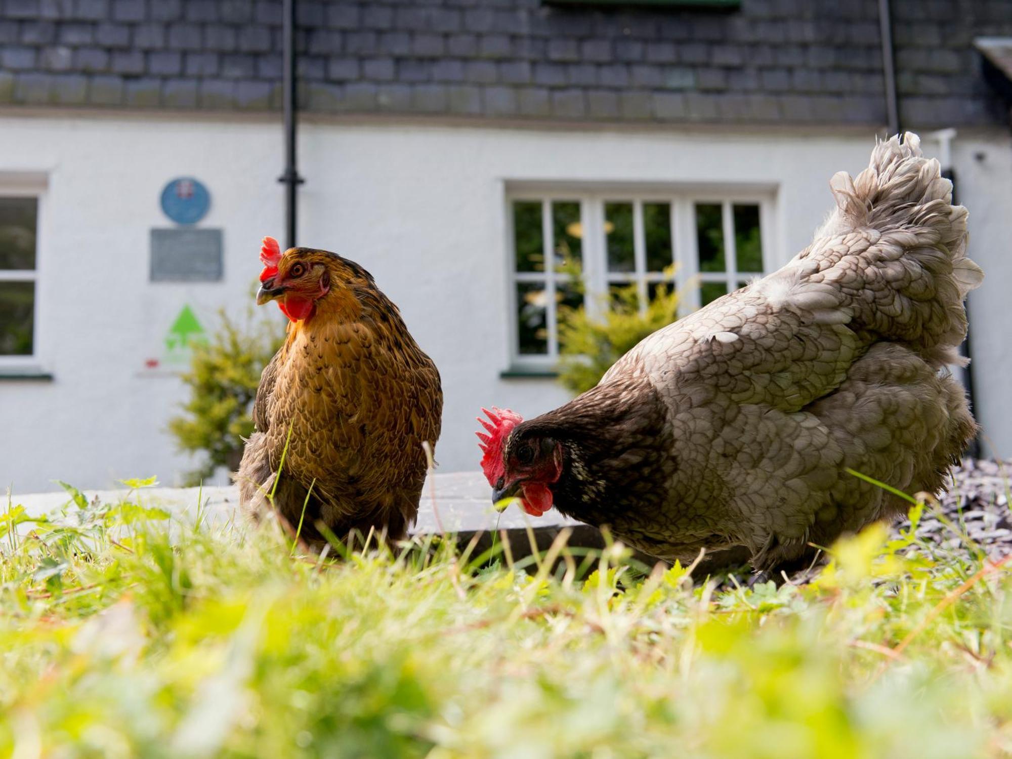 Yha Idwal Cottage Bethesda Exterior photo
